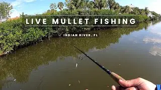 Live Mullet Fishing | Indian River FL