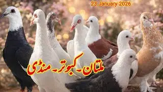Multan kabootar mandi| multan kabutar mandi| fighter kabutar| rangeen kabutar| Ch Junaid pegions|