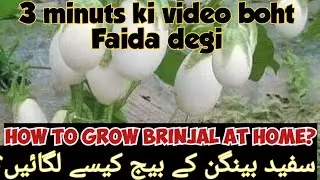 Sfaid bengan ke beej kese lgaye | How to grow brinjal at home 💓😘 #terracegarden #agriculture #plants