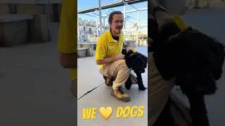Best Dog Training for Giant Schnauzers | Tip Top K9 Field Trip