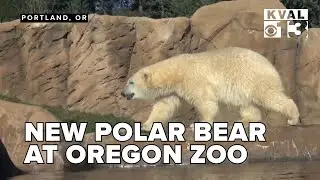 New polar bear explores icy features at Oregon zoo