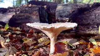Pale-spore mushrooms | Fungi | Tricholomataceae | Free Footage for MOAH Members