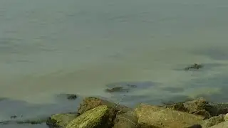 Florida Tech team works to clean Indian River Lagoon