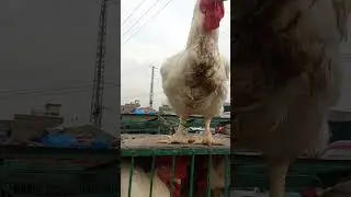 Giant Roster🐓🐔😲😲 #shorts #viral #trending #youtubeshorts #shortsvideo #roster #birds #animals #fyp