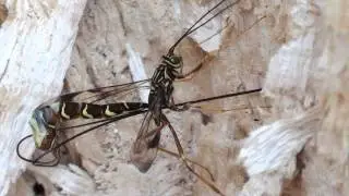 Giant Ichneumon Wasp (Ichneumonidae: Megarhyssa macrurus ) Ovipositing Female