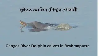 Ganges River Dolphin calves in Guwahati stretch of Brahmaputra River