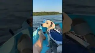 How kayaking with my old Dachshund looks like 🌊❤️🐾 #dog #dachshund #kayak #shorts #viral #fypシ