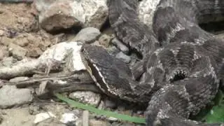Gloydius brevicaudus (mamushi)
