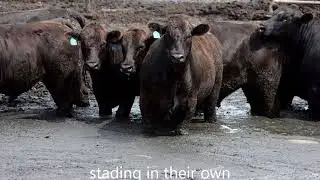 Humane Treatment of Cattle PSA by Jennifer Hanson