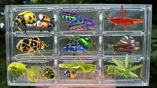 Catching insects in the garden got Handmaiden Moth Milkweed leaf beetle Gampsocleis buergeri