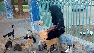 cat videos 2022|cat videos|cat video|Animal video Pakistan|The dodo|قطط