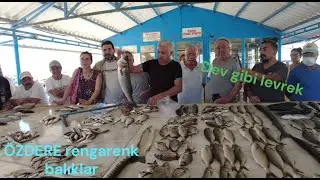 ÖZDERE rengarenk balıkların mermerde toplandığı doğru adres.. / #fish #deniz #mezat #seafood
