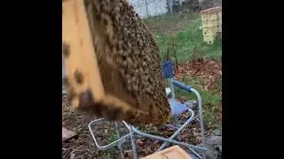 Medium Frame of Brood