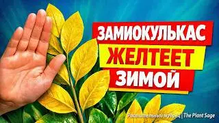 ЗАМИОКУЛЬКАС ЖЕЛТЕЕТ ЗИМОЙ — НЕ ДЕЛАЙ ЭТО, ЕСЛИ НЕ ХОЧЕШЬ ЕГО ПОГУБИТЬ
