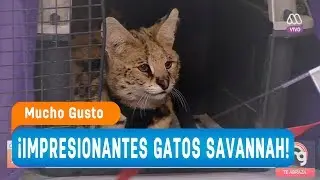 ¡Impresionantes gatitos savannah! - Mucho gusto 2018