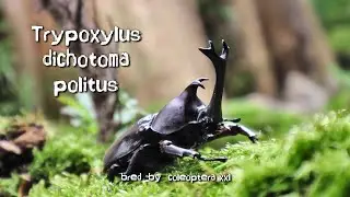 Trypoxylus dichotoma politus