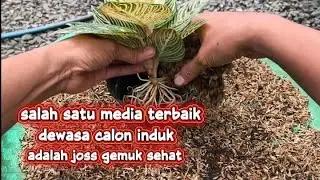 Salah satu media terbaik dewasa calon induk adalah Joss gemuk sehat#aglaonema #semiaglao #mediatanam
