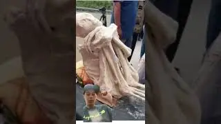 mummified alien skeleton !!!! #mummies #aliens #ufo #uap #peru