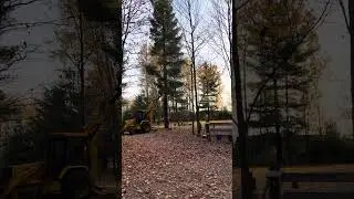 Monster pine makes big boom!