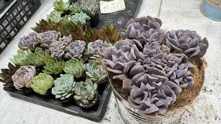 【多肉植物】2025.08自家製苗販売会苗紹介🌱 2025.08.23
