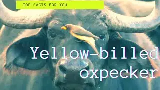 Yellow-billed Oxpecker facts 🦜 native to the savannah of Sub-Saharan Africa from Senegal to Sudan
