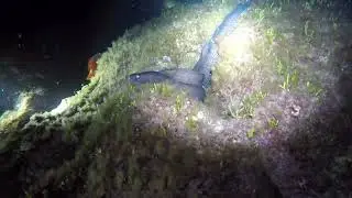 Mergulho noturno em Santa Maria A&ccedil;ores