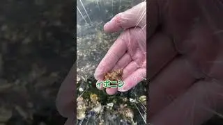 【海の小石の擬態：】イボニシ貝の驚くべき模倣！実はサザエがもっと擬態は上手です！