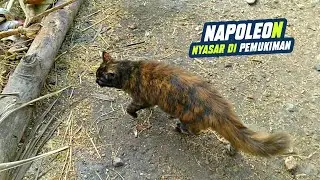 KETEMU INDUKAN KUCING NAPOLEON YANG LAGI NYASAR DI PEMUKIMAN WARGA