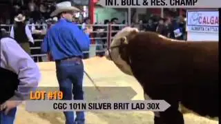 Calgary Bull Sale Hereford