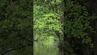 Rzeka Wda ( początek filmu - niesamowity śpiew rokitniczki)