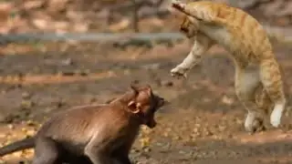 cat vs monkey: cat attached By  Monkey in real fight / New video 2022