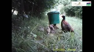 couv&eacute;e de faisandeaux sous un agrainoir
