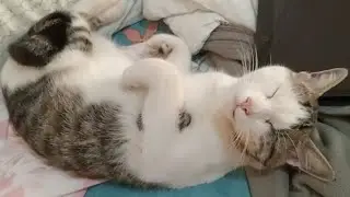#sleepingcat, HOPE WAS TOO SLEEPY BUT I DISTURBED HIM#cat #petlovers #cats //sari saring vlog 