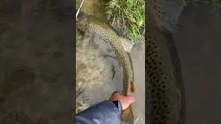 #havs&ouml;ring #sj&oslash;&oslash;rret #trout #&ouml;ring #searunbrowntrout