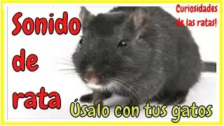 Sonido de rata Ruido rat&oacute;n Atrae a tu gato