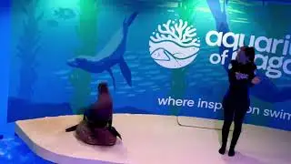 USA- అద్భుత ప్రదర్శన! Smartest Animal Sea Lion Show at Niagara Falls Aquarium, New York