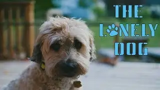 LONELY DOG || SHORT STORY