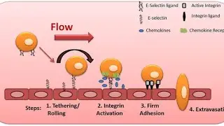 Acute inflammation | part 5 Role of  selectins and integrins #inflammation #robbins#pathology