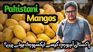 Pakistani Mangos in Europe | How to Treat Mangos for Export | Best Pakistani Aam