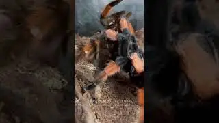 Tarantula breeding up close [Brachypelma emilia]
