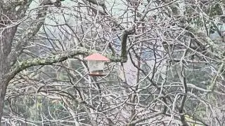 LIFE ON BARREN TREES. ..