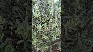 Olive production intensity