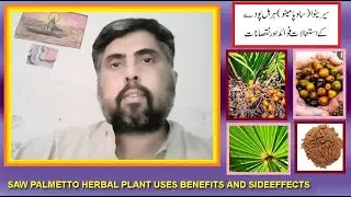 saw palmetto herbal plant kay istimal fawaid aor nuqasan|serenoa palm tree benefits and sideeffects|