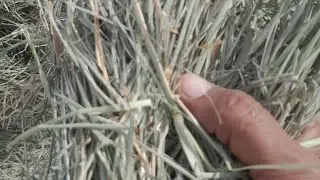 Rhodes grass hay Fresh stock available now