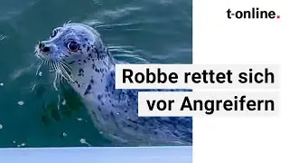 Tiervideo: Kleine Robbe rettet sich vor Angreifern