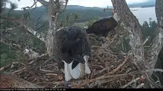 Big Bear Eagles * SIMBA MAKES IT BACK TO NEST & CLAIMS HIS FISH!! * Shadow & Mom Wait For Him * XOXO