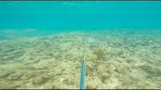 Spearfishing West Oz