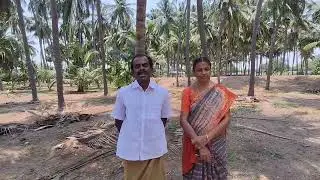 வெள்ளை ஈ மற்றும் ரூல்கோஸ் பாடல் நோய்க்கு நிரந்தர தீர்வு