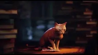 Stray