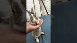 Bunny vibes only 🐇#animal #foryou #bunny #viralbunny #viralshorts